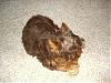 Want to see a golden Yorkie and a chocolate Yorkie playing?-507-1-600-x-450-.jpg