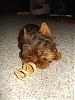 Want to see a golden Yorkie and a chocolate Yorkie playing?-mok507-1-450-x-600-.jpg