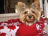 Happy Canada Day from Layla!!!-july-1st-07-001.jpg