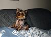 Please Post Funny Yorkie Pictures!-101-0144_img.jpg