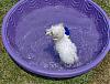 Water dogs anyone??-hpim158754.jpg