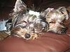 Sleeping Beauties-picture-006.jpg