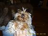 Please Post Funny Yorkie Pictures!-dsci0504.jpg