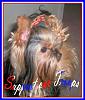 Ziggy Says, Happy July 4th-ziggy-pic-july-4th.jpg