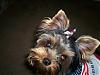 Ziggy Says, Happy July 4th-100_0218.jpg