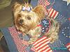 Happy 4th of July from Mojo & Lily Grace-imgp0002-1s.jpg