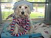 proud beeing an american dog happy .......-picture-1062.jpg