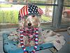 proud beeing an american dog happy .......-picture-1063.jpg