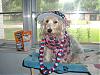 proud beeing an american dog happy .......-picture-1069.jpg