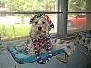 proud beeing an american dog happy .......-picture-1081.jpg