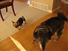 Tiger and Annika's special house guest-tiger-frankie.jpg