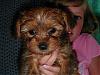 Our new bundle of joy!!-puppy-079.jpg