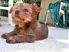 Our new bundle of joy!!-puppy-096.jpg