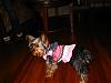 NEW pics of Daisy- She's sooo big!-daisy-caprice2.jpg