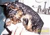 Gizmos First Bath-gizmo-bath-2.jpg