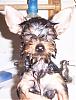 Gizmos First Bath-gizmo-bath-3.jpg