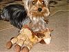 Horse riding Yorkie!-4july-005.jpg