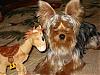 Horse riding Yorkie!-4july-007.jpg