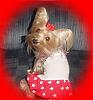 Destiny in her Patriotic dress!!-destiny-new-06.jpg