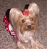 Destiny in her Patriotic dress!!-destiny-new-010.jpg