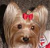 Destiny in her Patriotic dress!!-destiny-new-011.jpg