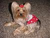 Destiny in her Patriotic dress!!-destiny-new-012.jpg