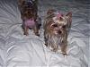 Meet Teddy & London's Little Sister!-sophia5.jpg