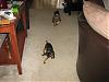 maggie got to play with someone her size!!!-playing-ember-4.jpg