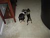 maggie got to play with someone her size!!!-playing-ember-5.jpg