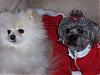 Kissing Cousins!!-xmas-twinkie-jax.jpg
