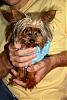 I just bought a new yorkie!  What do you think?-dsc_0211.jpg