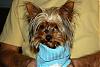 I just bought a new yorkie!  What do you think?-dsc_0217.jpg