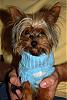 I just bought a new yorkie!  What do you think?-dsc_0219.jpg