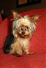 I just bought a new yorkie!  What do you think?-dsc_0252.jpg