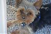my little Ruger-yorkie2.jpg