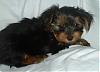 I'm new to the Yorkies breed..-quincy.jpg