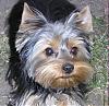 I'm new to the Yorkies breed..-quincyss.jpg