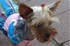 Poor Gia has no hair now-dsc04414.jpg