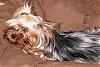 Poor Gia has no hair now-dsc04112-copy.jpg