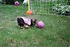 Soccer girl in pink, Diva A.P.Love...-ap6.jpg