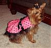 I Made Lacy A New Dress!-polka-dot.jpg