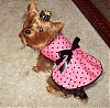 I Made Lacy A New Dress!-polka-dot3.jpg