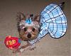 Best/Worst Pics!!!-chloe-groomed2.jpg