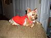 They finally got a bath-lucy-red-005-572-x-428-.jpg