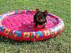 Bella in her pool-swimming.jpg