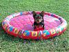 Bella in her pool-swimming2.jpg