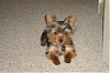 Best/Worst Pics!!!-yorkieforum4.jpg