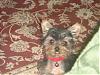Best/Worst Pics!!!-yorkieforum2.jpg