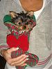 Best/Worst Pics!!!-yorkieforum1.jpg