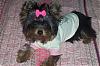 *Pretty-In-Pink*-roxie-5.jpg